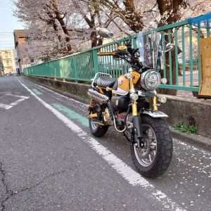Monkey125 dengan Bunga Sakura